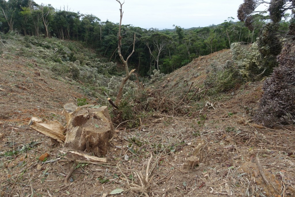 2017.11.12　伐採地（楚洲）